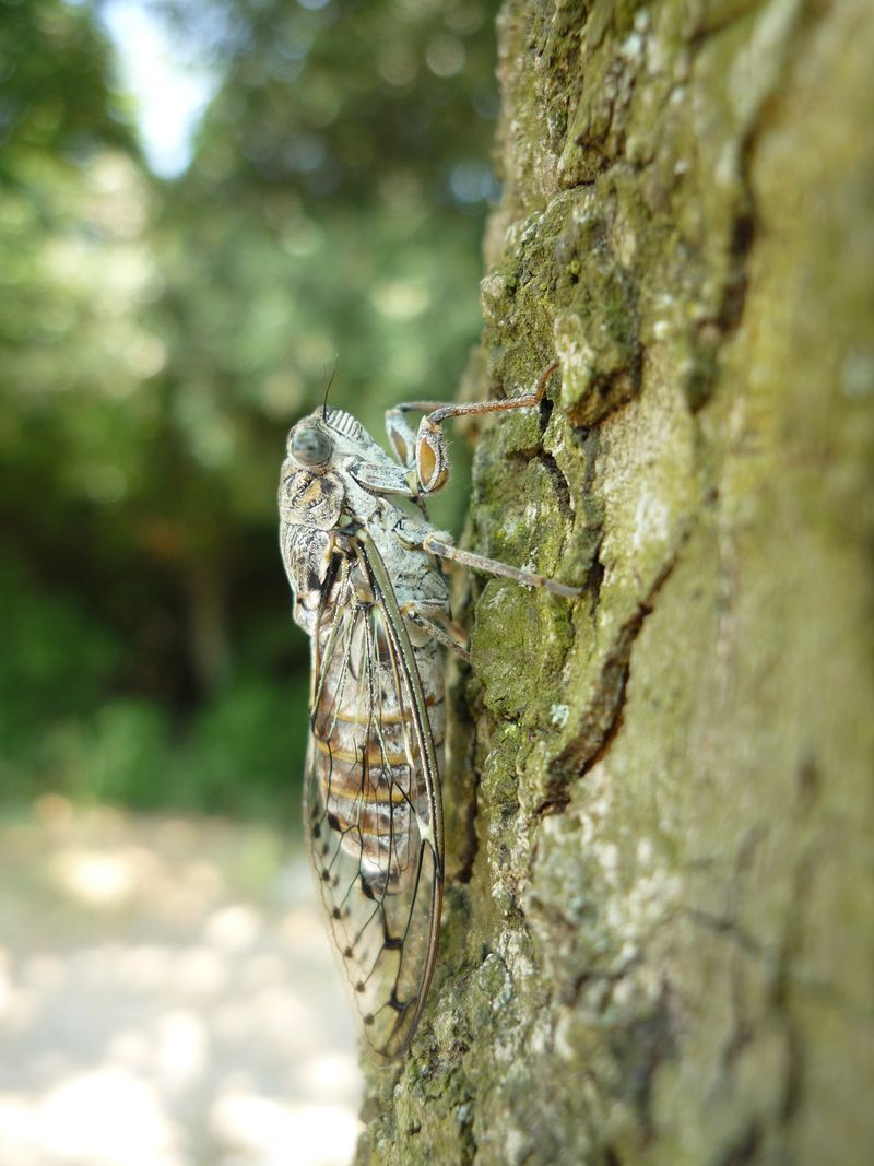 Cicada orni o cicada cicada -Exoskeleton
